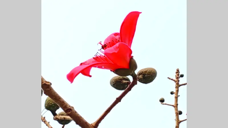 উঁকি দিচ্ছে শিমুল ফুল উঁকি দিচ্ছে শিমুল ফুল