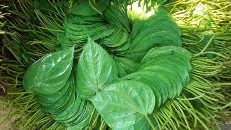 কক্সবাজারে মিষ্টি পান চাষে সুফল পাচ্ছে ২০ হাজার পরিবার কক্সবাজারে মিষ্টি পান চাষে সুফল পাচ্ছে ২০ হাজার পরিবার