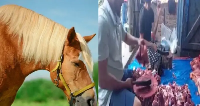 ঘোড়ার মাংস: স্বাস্থ্যের জন্য ভালো না খারাপ? ঘোড়ার মাংস: স্বাস্থ্যের জন্য ভালো না খারাপ?
