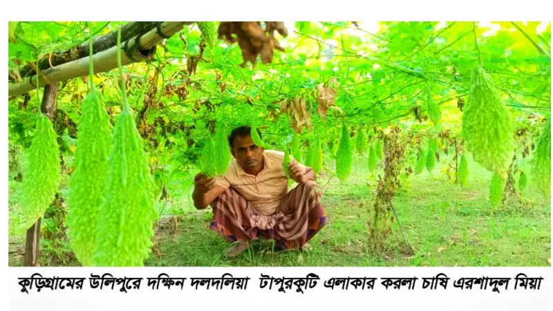উলিপুরে করলার ফলন ও দামে খুশি কৃষকেরা উলিপুরে করলার ফলন ও দামে খুশি কৃষকেরা