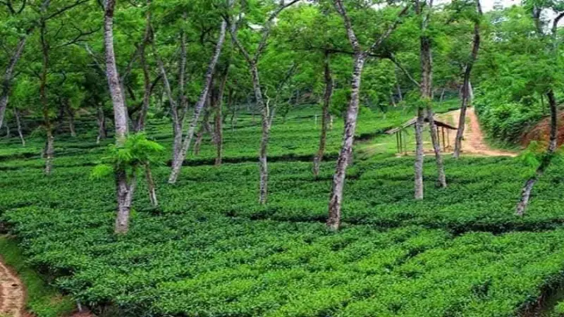 বেলগাঁও চা বাগান: সবুজের এক মহাসমারোহ বেলগাঁও চা বাগান: সবুজের এক মহাসমারোহ