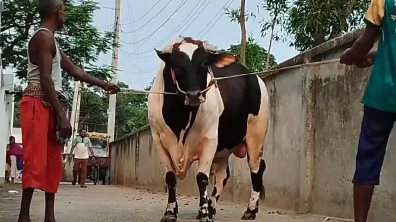 কুমিল্লায় কোরবানির হাট কাঁপাবে ১ হাজার কেজির কুমিল্লায় কোরবানির হাট কাঁপাবে ১ হাজার কেজির