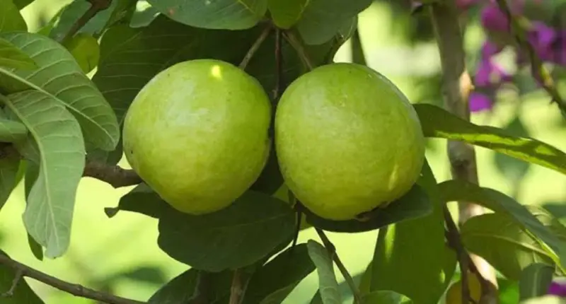 পেয়ারার যত উপকারী গুণ, মিলবে হার্ট অ্যাটা ক, ক্যান্সার, ডায়াবেটিস থেকে মুক্তি! পেয়ারার যত উপকারী গুণ, মিলবে হার্ট অ্যাটা ক, ক্যান্সার, ডায়াবেটিস থেকে মুক্তি!