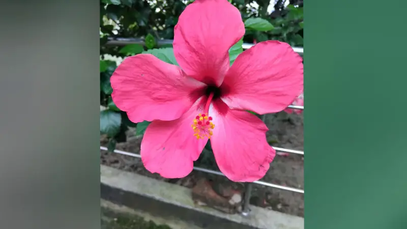 শোভা ও ঔষধি গুণে অনন্য এক ফুল জবা শোভা ও ঔষধি গুণে অনন্য এক ফুল জবা