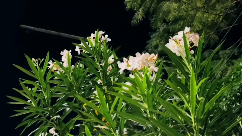 কাঠগোলাপে মোড়ানো রাজশাহী এক নীরব শহরের গল্প কাঠগোলাপে মোড়ানো রাজশাহী এক নীরব শহরের গল্প