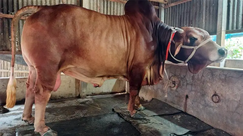রাজা নামেই রাজত্ব: রাজবাড়ীতে ৮ লাখ টাকার বিশাল ২০ মণের ষাঁড় রাজা নামেই রাজত্ব: রাজবাড়ীতে ৮ লাখ টাকার বিশাল ২০ মণের ষাঁড়