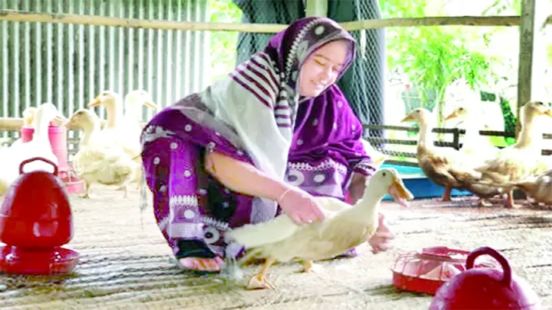 পানি ছাড়াই হাঁস পালন পানি ছাড়াই হাঁস পালন