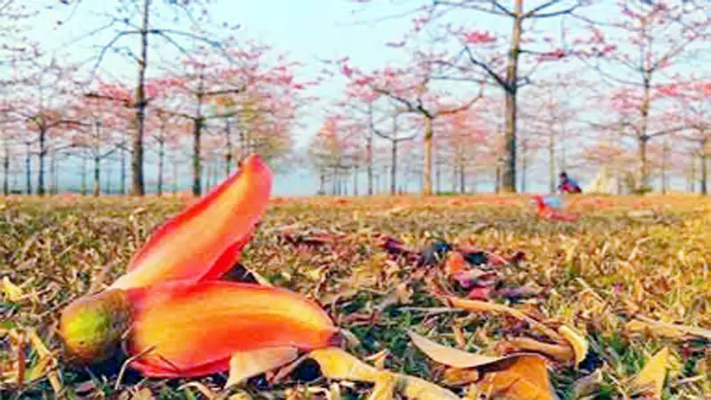 বসন্তে আগুনঝরা বনবাদাড় বসন্তে আগুনঝরা বনবাদাড়