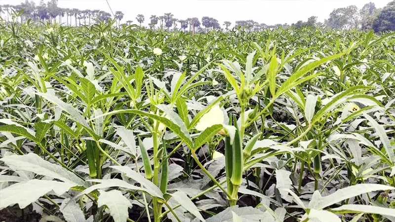 ফলন ও দাম ভালো পাওয়ায় বদলগাছীর ঢেঁড়স চাষিদের মুখে হাসি ফলন ও দাম ভালো পাওয়ায় বদলগাছীর ঢেঁড়স চাষিদের মুখে হাসি
