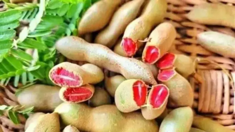রক্ত তেতুল কোথায় পাওয়া যায়? রক্ত তেতুল কোথায় পাওয়া যায়?