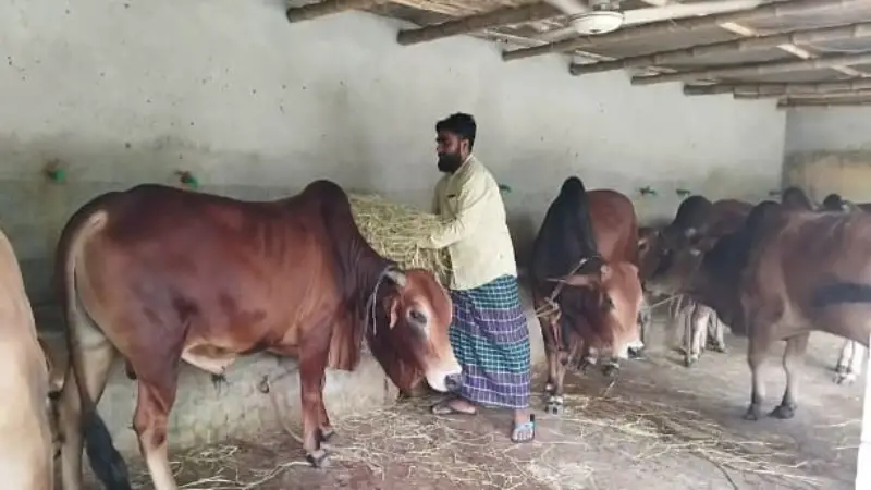 চাকরির পিছনে না ছুটে খামার তৈরি করে সফল রেজুয়ান চাকরির পিছনে না ছুটে খামার তৈরি করে সফল রেজুয়ান