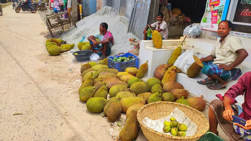 ভাঙ্গুড়ায় ১০ টাকায় বিক্রি হচ্ছে কাঁঠাল, তবুও দেখা নেই ক্রেতার ভাঙ্গুড়ায় ১০ টাকায় বিক্রি হচ্ছে কাঁঠাল, তবুও দেখা নেই ক্রেতার