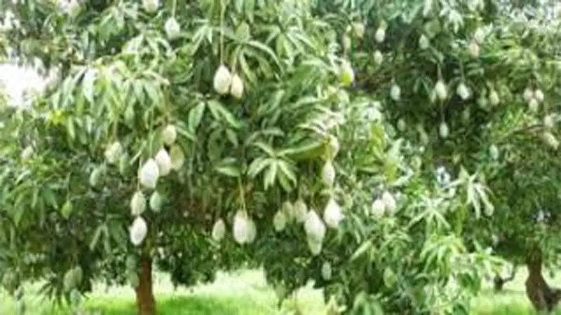 পীরগঞ্জে আমের বাম্পার ফলন ॥ দাম নিয়ে শঙ্কা পীরগঞ্জে আমের বাম্পার ফলন ॥ দাম নিয়ে শঙ্কা
