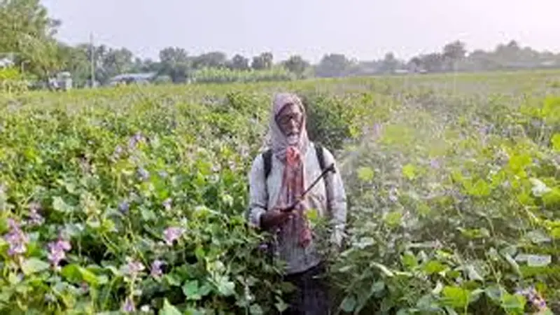 কীটনাশকের আগ্রাসন কীটনাশকের আগ্রাসন