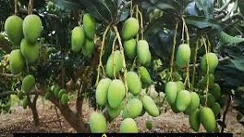 মীরসরাইয়ে আমের ভালো ফলনে খুশি বাগান মালিকরা মীরসরাইয়ে আমের ভালো ফলনে খুশি বাগান মালিকরা