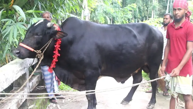 বরিশালের ২০ মণের ‘কালো মানিক’ রাজধানীতে আসছে হাট কাঁপাতে বরিশালের ২০ মণের ‘কালো মানিক’ রাজধানীতে আসছে হাট কাঁপাতে