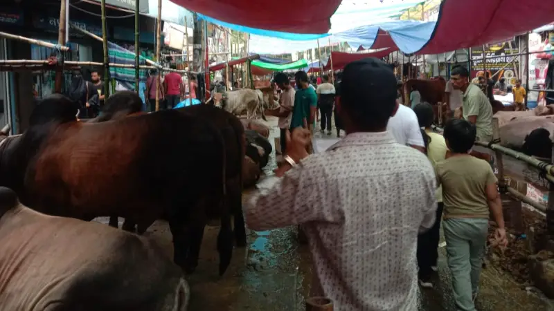 ক্রেতা শূন্য পশুর হাট, হতাশ ব্যবসায়ীরা ক্রেতা শূন্য পশুর হাট, হতাশ ব্যবসায়ীরা
