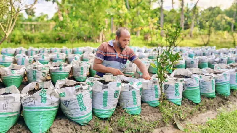 জনপ্রিয় হচ্ছে বস্তায় আদা চাষ