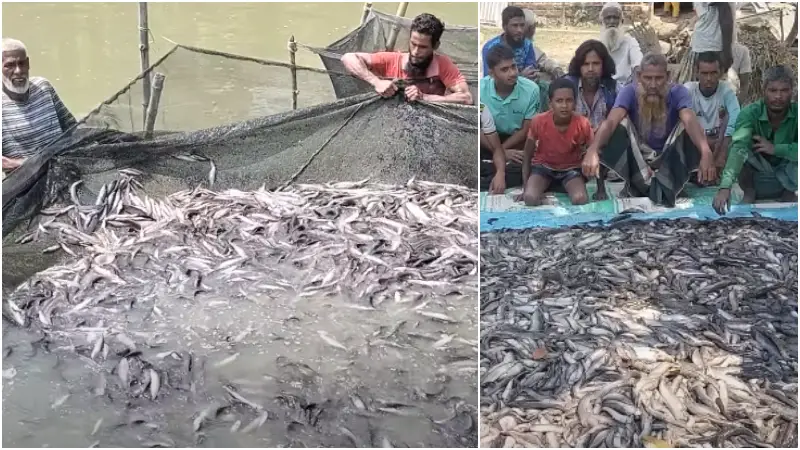 শত্রুতার জেরে ৫০ লক্ষ টাকার লোকসানে নেত্রকোনার শিং মাছ চাষী শত্রুতার জেরে ৫০ লক্ষ টাকার লোকসানে নেত্রকোনার শিং মাছ চাষী