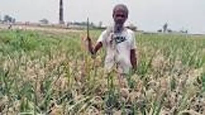 ধুনটে বিষাক্ত ধোঁয়ায় ধানখেত বিবর্ণ ধুনটে বিষাক্ত ধোঁয়ায় ধানখেত বিবর্ণ