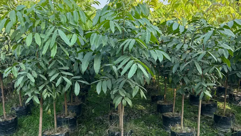 ১০ টাকা দামের ১২০টি গাছেই হয়ে যাবেন কোটিপতি ১০ টাকা দামের ১২০টি গাছেই হয়ে যাবেন কোটিপতি