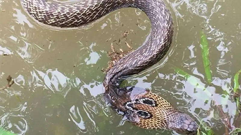 সাপের আতঙ্কে এলাকাবাসীর নাজেহাল অবস্থা সাপের আতঙ্কে এলাকাবাসীর নাজেহাল অবস্থা