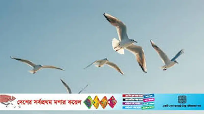 নাঙ্গলকোটে বিলুপ্তির পথে নানা প্রজাতির পাখি নাঙ্গলকোটে বিলুপ্তির পথে নানা প্রজাতির পাখি
