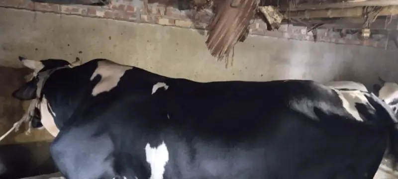  ৪০ মণের ‘নবাব’! ঈদের আগেই হইচই মান্দার খামারে