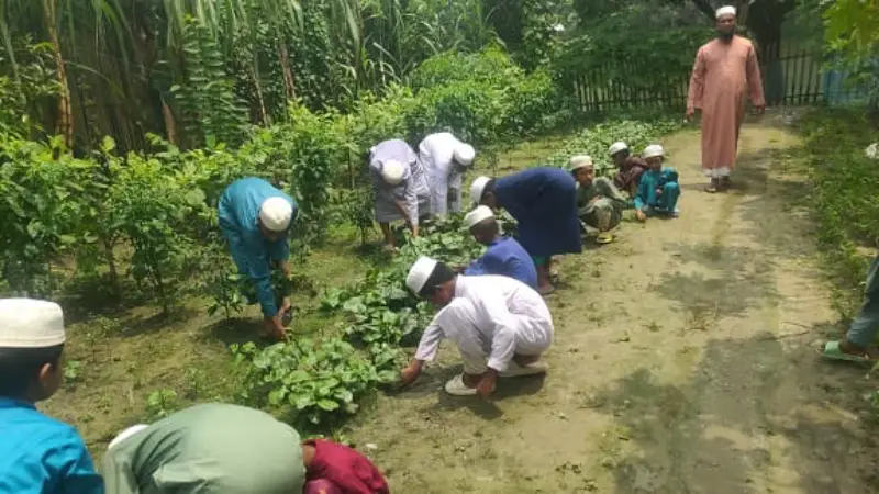 রাজশাহীতে মাদ্রাসার আঙ্গিনায় সবজি চাষ, পরিচর্যায় মাদ্রাসার শিক্ষার্থীরা রাজশাহীতে মাদ্রাসার আঙ্গিনায় সবজি চাষ, পরিচর্যায় মাদ্রাসার শিক্ষার্থীরা
