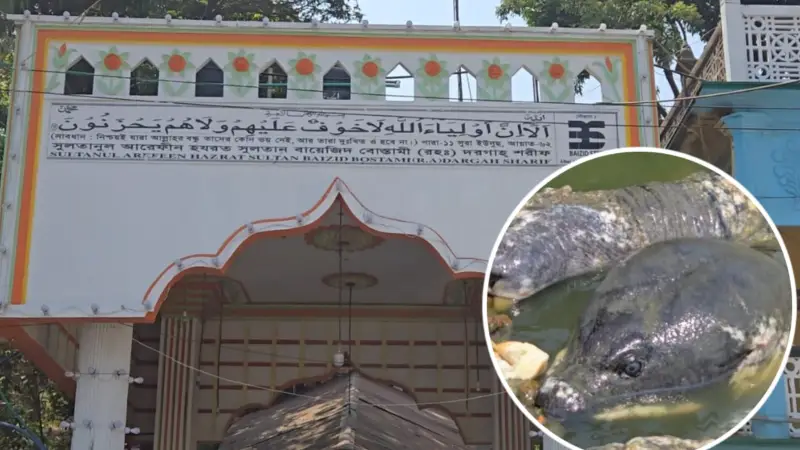 বায়েজিদ বোস্তামির মাজারের রহস্যময় কচ্ছপ বায়েজিদ বোস্তামির মাজারের রহস্যময় কচ্ছপ