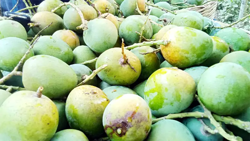 আম উৎপাদনে রেকর্ড ॥ দাম তলানিতে, কৃষক বিপাকে আম উৎপাদনে রেকর্ড ॥ দাম তলানিতে, কৃষক বিপাকে