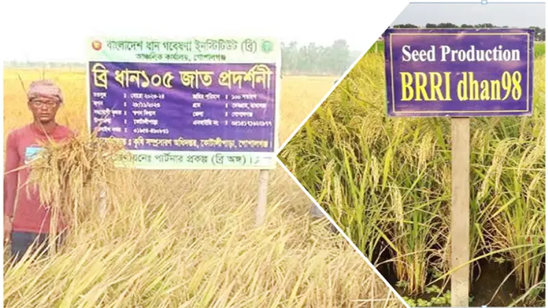 শস্যভাণ্ডারে নতুন ছয় ধানের জাত শস্যভাণ্ডারে নতুন ছয় ধানের জাত