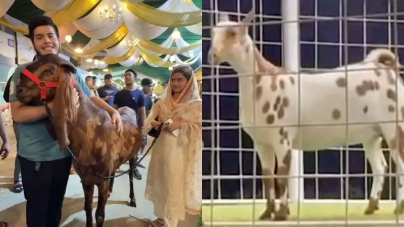 উচ্চবংশীয় ১৫ লাখের ছাগলকাণ্ডের পর এবার আলোচনায় ২৩ লাখের ছাগল উচ্চবংশীয় ১৫ লাখের ছাগলকাণ্ডের পর এবার আলোচনায় ২৩ লাখের ছাগল