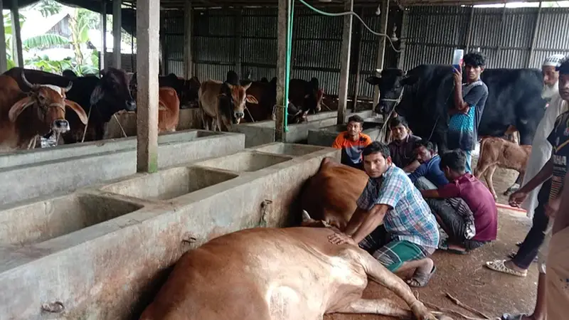 নেপিয়ার ঘাস খেয়ে মারা গেল ২৭টি গরু