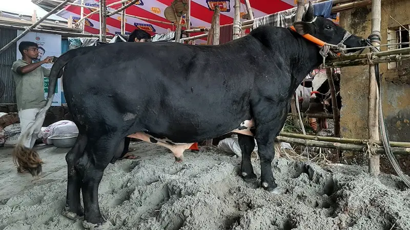 হাটে নেই কুরবানির পশু, জানা গেলো আসল কারণ হাটে নেই কুরবানির পশু, জানা গেলো আসল কারণ