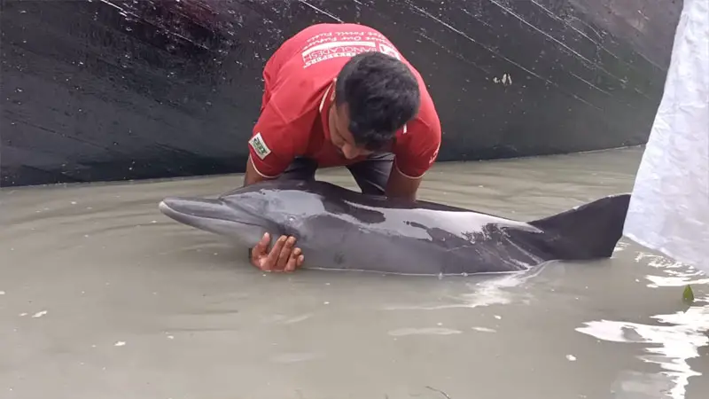 আন্ধারমানিক নদীর মোহনায় ভেসে এলো আহত ডলফিন আন্ধারমানিক নদীর মোহনায় ভেসে এলো আহত ডলফিন