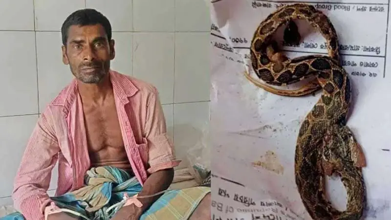 কামড় দেওয়া রাসেল ভাইপার নিয়ে হাসপাতালে কৃষক
