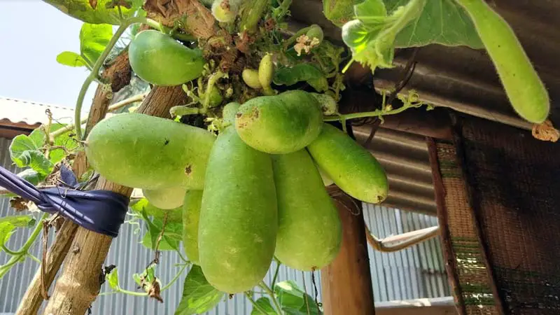 লাউ গাছের একটি ডগায় ১৮ লাউ লাউ গাছের একটি ডগায় ১৮ লাউ