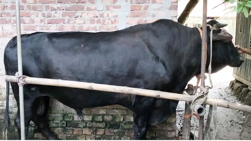 পঁয়ত্রিশ মণ ওজনের কালামানিক, দাম ১২ লাখ টাকা পঁয়ত্রিশ মণ ওজনের কালামানিক, দাম ১২ লাখ টাকা