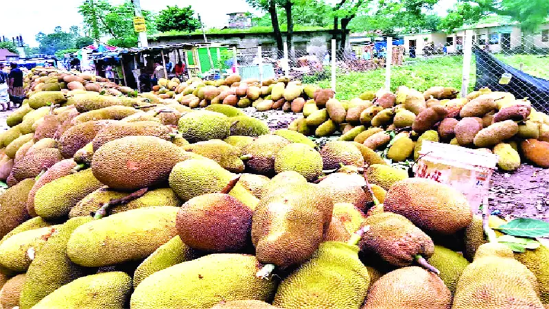 টাঙ্গাইলে জমে উঠেছে কাঁঠালের বাজার টাঙ্গাইলে জমে উঠেছে কাঁঠালের বাজার