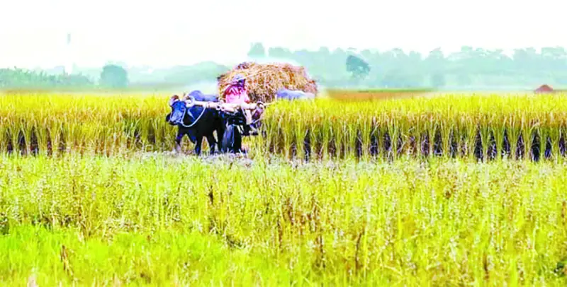 নবান্নের সুঘ্রাণ হেমন্তে নবান্নের সুঘ্রাণ হেমন্তে