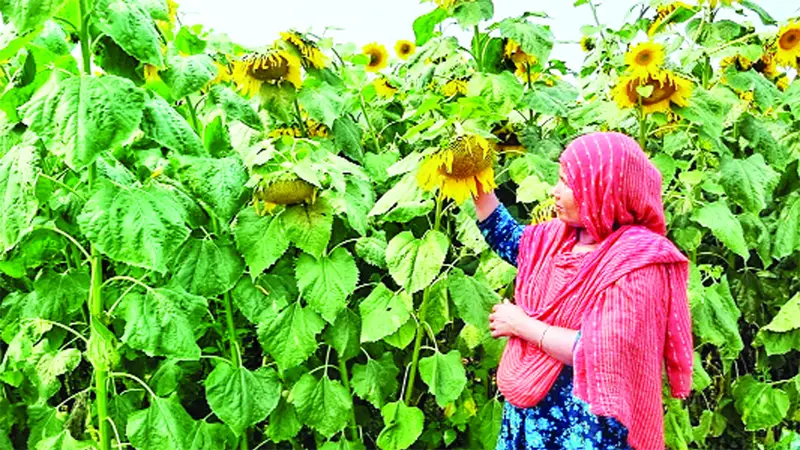 এক জমিতে তিন ফসল এক জমিতে তিন ফসল