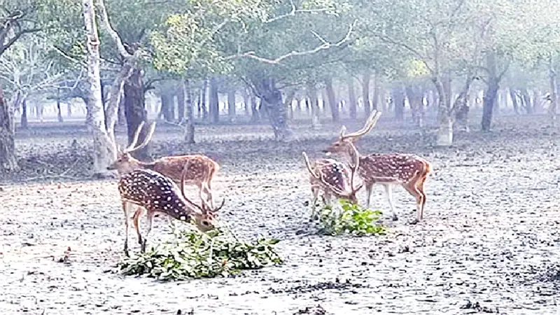 সুন্দরবনে অবৈধ হরিণ শিকার সুন্দরবনে অবৈধ হরিণ শিকার