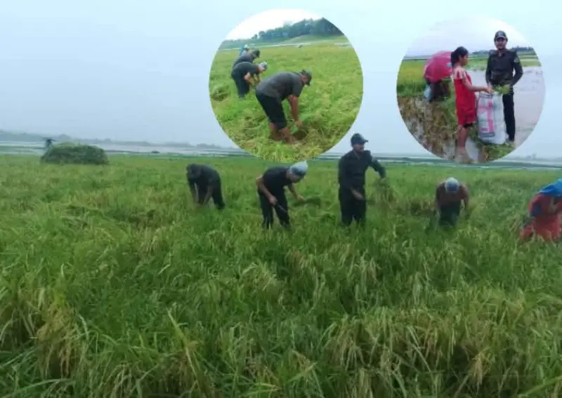 ‘মানবতার কাঁধে ধান’: রাঙামাটিতে অসহায় কৃষকের পাশে আনসার-ভিডিপি সদস্যরা ‘মানবতার কাঁধে ধান’: রাঙামাটিতে অসহায় কৃষকের পাশে আনসার-ভিডিপি সদস্যরা