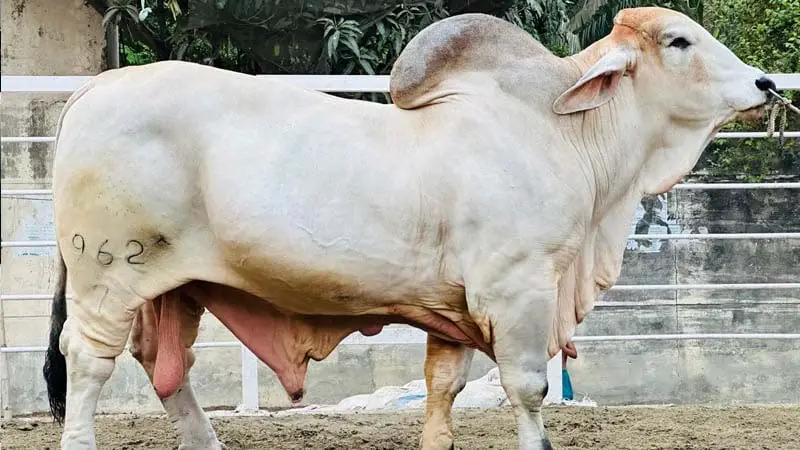 গরুর বিশেষ অঙ্গের চাহিদা বেড়েছে কানাডা, আমেরিকা, জাপানে গরুর বিশেষ অঙ্গের চাহিদা বেড়েছে কানাডা, আমেরিকা, জাপানে
