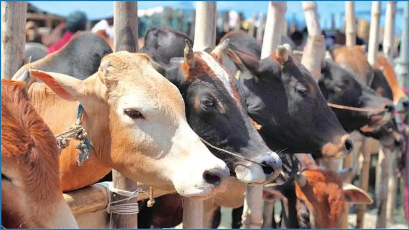 রাজশাহীতে চাহিদার চেয়ে বেশি কোরবানিযোগ্য গরু-ছাগল রয়েছে রাজশাহীতে চাহিদার চেয়ে বেশি কোরবানিযোগ্য গরু-ছাগল রয়েছে