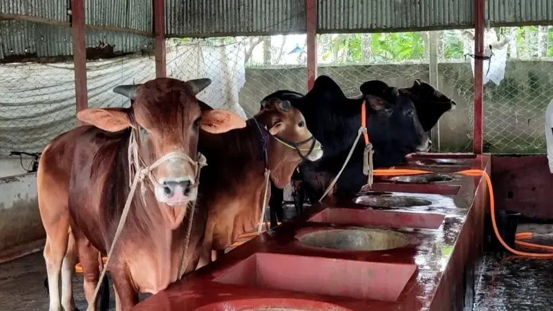 কোরবানির ঈদকে সামনে রেখে কিশোরগঞ্জে প্রস্তুত ২ লাখ গবাদিপশু কোরবানির ঈদকে সামনে রেখে কিশোরগঞ্জে প্রস্তুত ২ লাখ গবাদিপশু