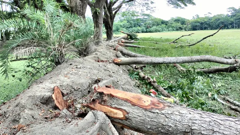 প্রধান শিক্ষক ও ম্যানেজিং কমিটির বিরুদ্ধে স্কুলের গাছ বিক্রির অভিযোগ! প্রধান শিক্ষক ও ম্যানেজিং কমিটির বিরুদ্ধে স্কুলের গাছ বিক্রির অভিযোগ!