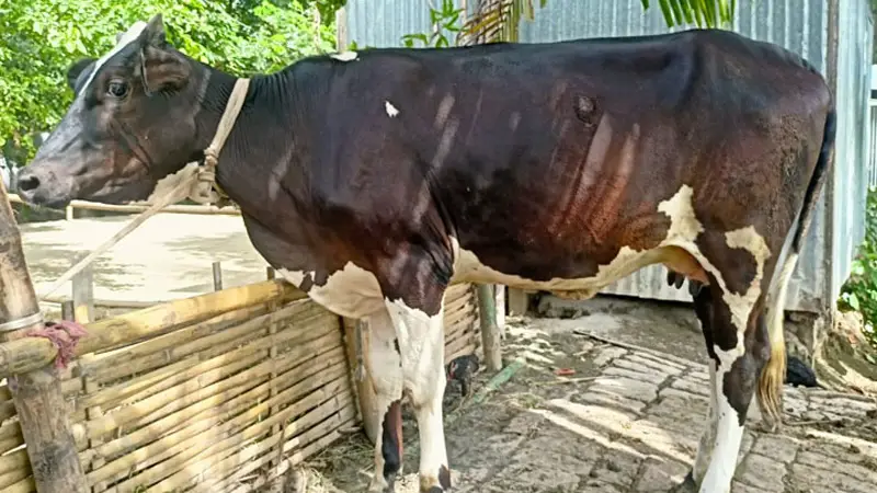 গর্ভধারণ ছাড়াই ৩ লিটার করে দুধ দিচ্ছে বকনা বাছুর গর্ভধারণ ছাড়াই ৩ লিটার করে দুধ দিচ্ছে বকনা বাছুর