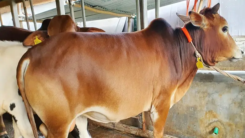 কোরবানি সামনে রেখে দেশীয় পদ্ধতিতে মোটাতাজা করা হচ্ছে গবাদিপশু কোরবানি সামনে রেখে দেশীয় পদ্ধতিতে মোটাতাজা করা হচ্ছে গবাদিপশু
